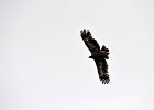 Steppearend (Aquila nipalensis) (juveniel) Hustai Nuruu 08-08-2016 (3)